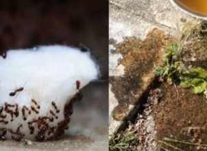 Zarar Vermeden Karıncaları Evden Kovabilmeniz İçin 5 Ucuz Ve Doğal Yöntem